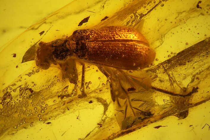 Detailed Fossil Beetle (Coleoptera) In Baltic Amber #139066